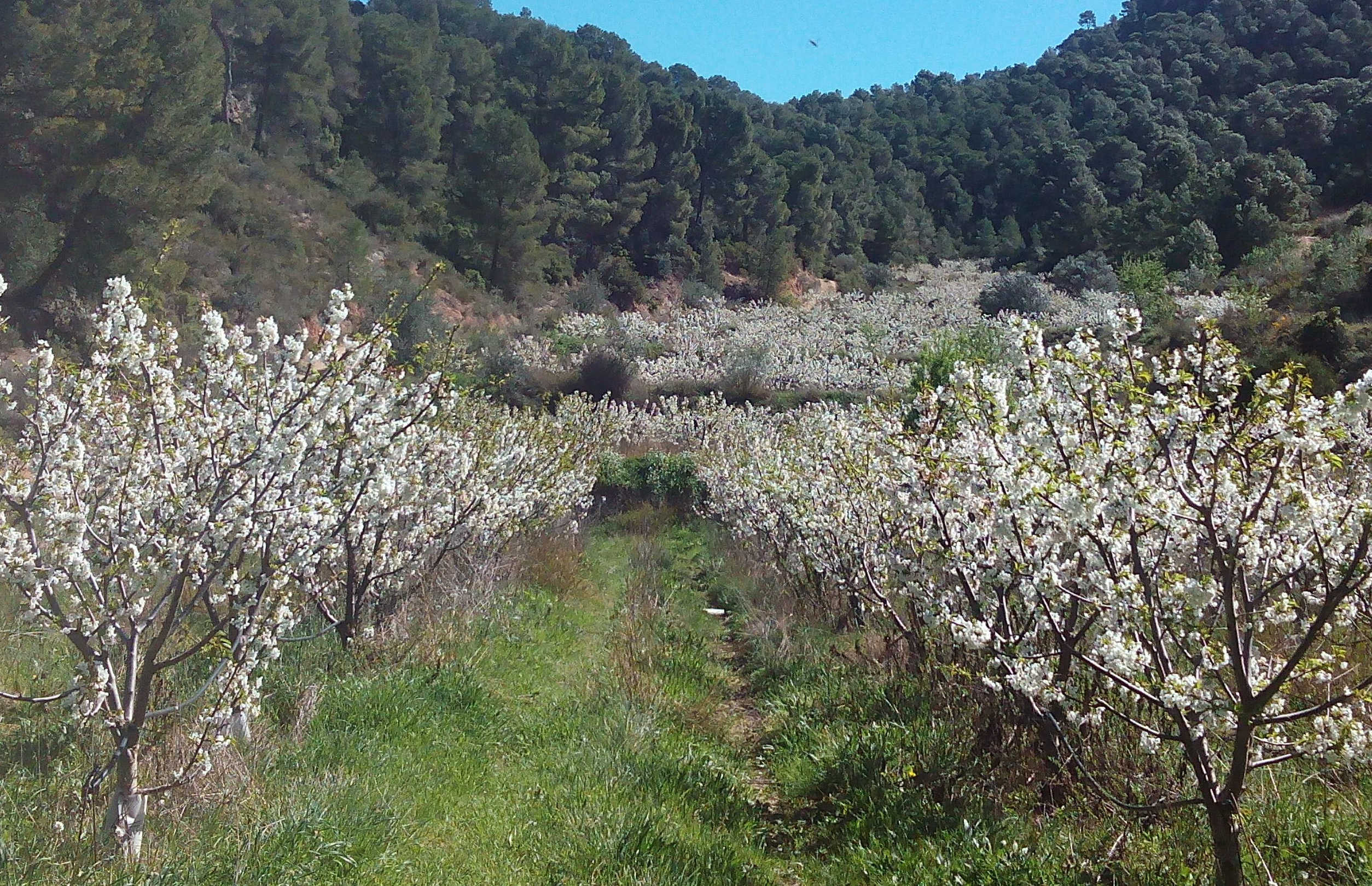 Campo Cerezas