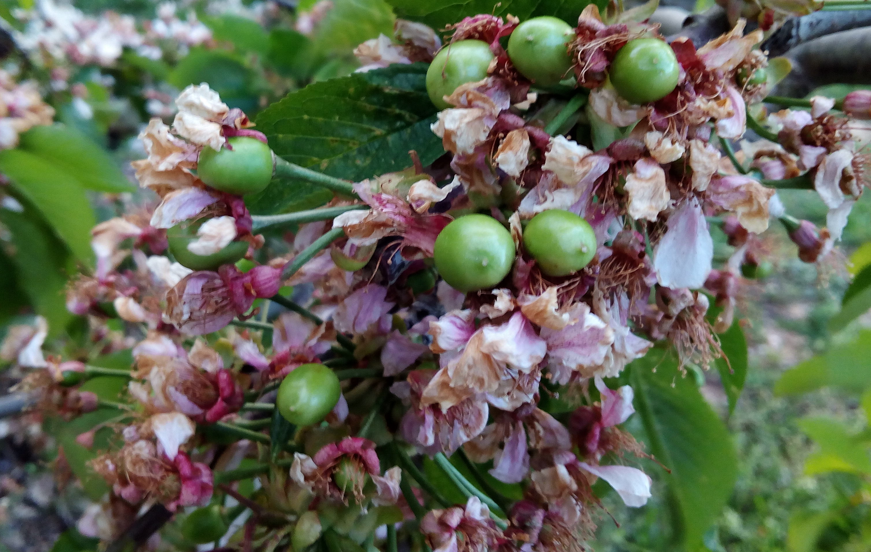 Cereza Verde