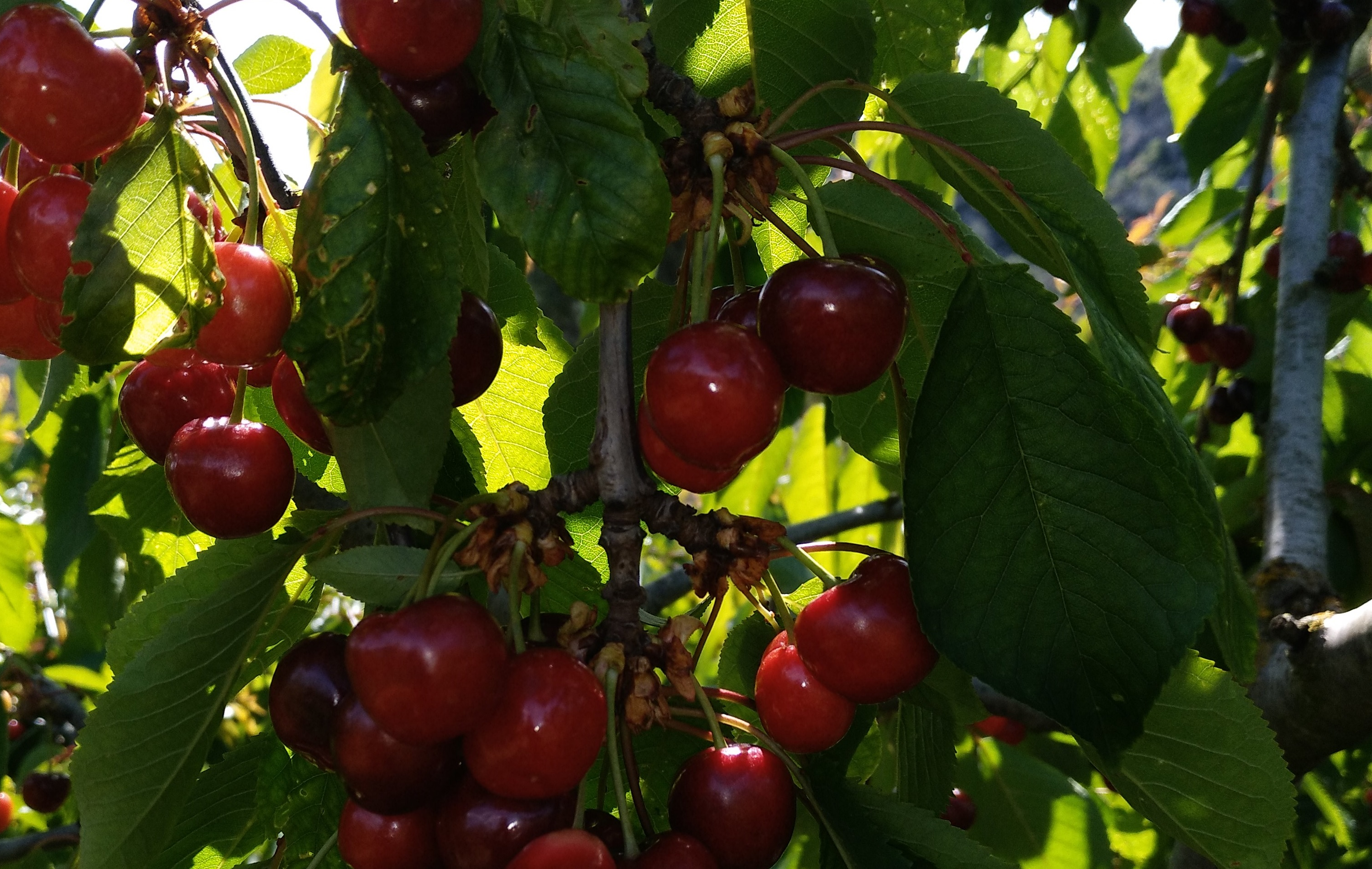 Cerezas