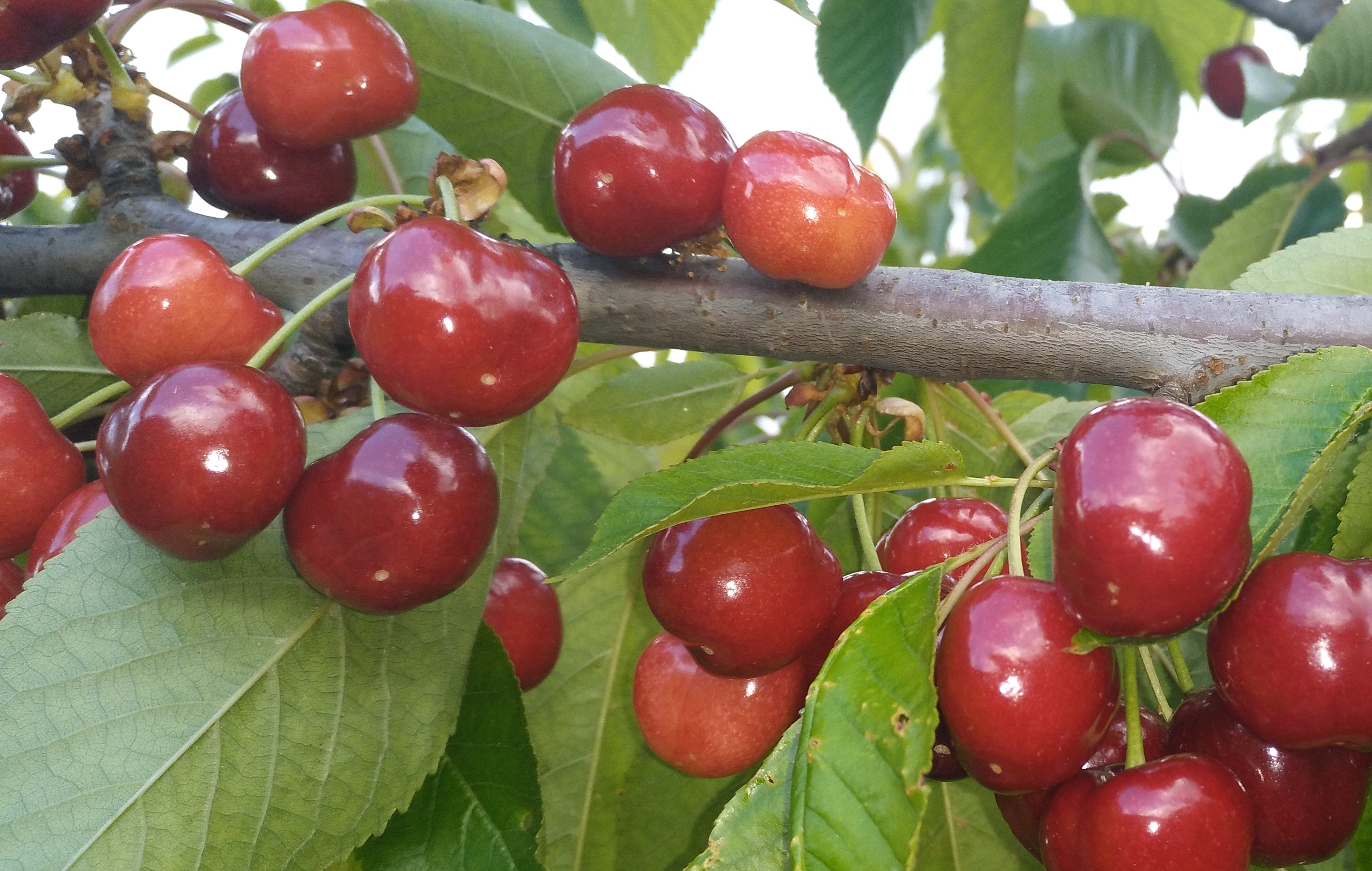 Cerezas en rama