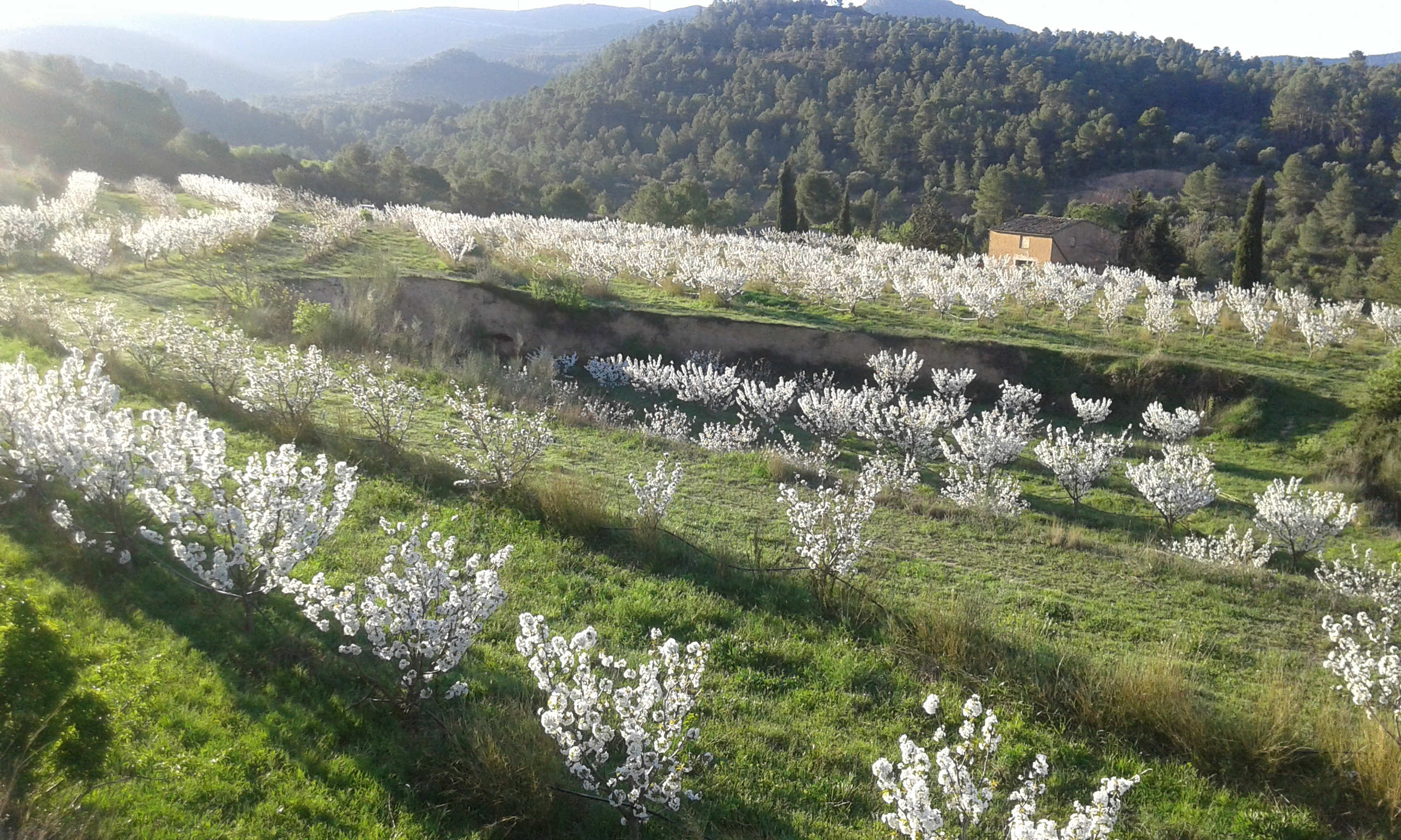 Cerezos en flor